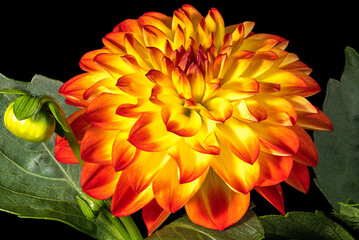 Single yellow/orange dahlia flower with new buds and green foliage on black background.