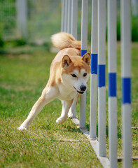 Shiba inu dog going through agility weave poles