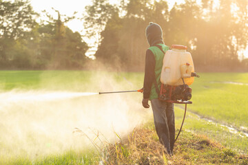 Asian farmer with machine and spraying chemical or fertilizer to young green rice field