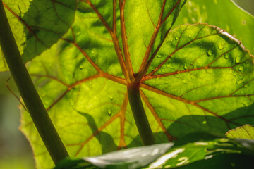 a green foliage leave background