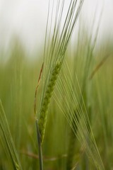 ear of wheat