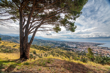 Panorama di Reggio Calabria vista dalla collina di Pentimele con albero di pino in primo piano - obrazy, fototapety, plakaty