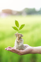 hand holding green plants growing on coin bags money saving and investment ideas