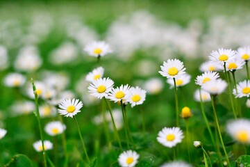 Daisy, a small white round flower with a round yellow center