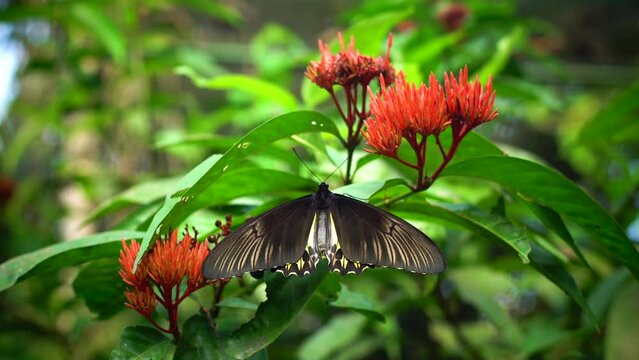 Danaidae. Video of an adult butterfly sucking a nextar flower.
