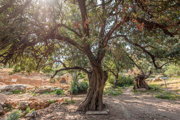 Lissos Gorge Sougia, crete island, greece: hiking through a beautiful cretan canyon with ancient settlement 