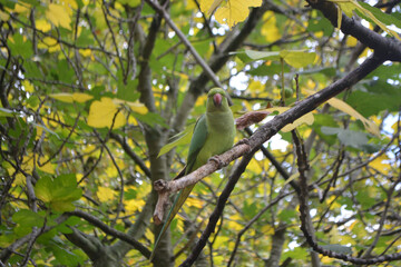 Tourists feeding a wild parakeet in St James park, London
