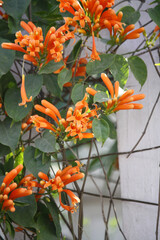 Orange trumpet creeper (Pyrostegia venusta) on a house wall : (pix SShukla)