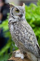 Owl staring with yellow eyes and unfocused background