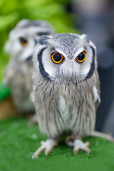 White Faced Scops Owl. Cute Animal. Ptilopsis Leucotis. face owl. Northern White-faced Owl. Bird with beautiful eyes.