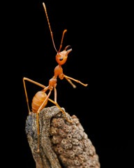 red ant with black background