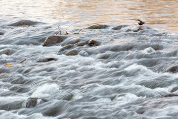 Dipper on the moving waters of the Bernesga River. Cinclus cinclus. Leon, Spain.
