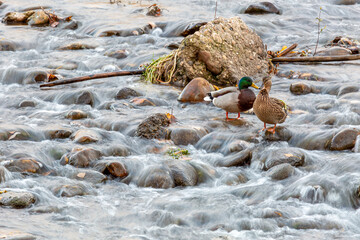 Pair of mallards on the moving waters of the Bernesga River. Anas platyrhynchos. Leon, Spain.