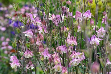 Fototapeta premium Columbine flower, Aquilegia. Nature flower background, spring leaves with small columbine flowers