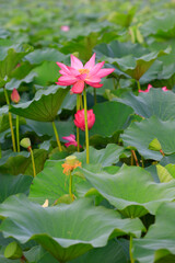 lotus