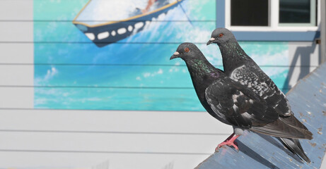 Two pigeons on the San Clemente Pier in Orange County, California, USA