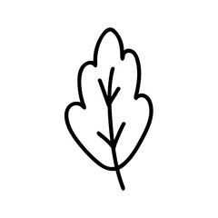 Hand drawn doodle style vector illustration of single oak tree leaf. Black sketch isolated on white. Can be used for coloring book