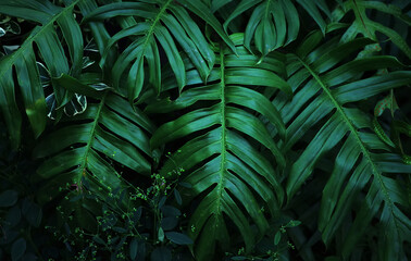 the green leaves background of the tropical plant