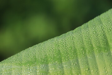 Banana leaf with water drops