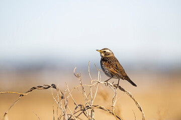 ツグミ (Dusky thrush)