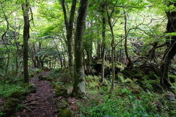 Fototapeta na wymiar refreshing spring path through old wild forest