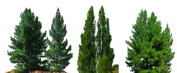 Conifer Trees, collection of green Christmas trees. on a transparent background isolated