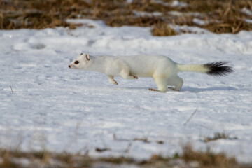 Hermelin (Mustela erminea) im Winterfell