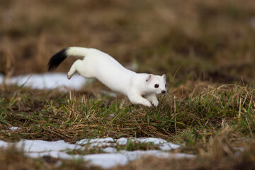 Hermelin (Mustela erminea) im Winterfell