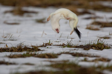 Hermelin (Mustela erminea) im Winterfell