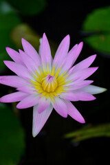 Pink lotus flowers are blooming beautifully on the blurred background.
