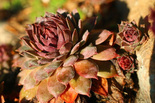 rojnik Sempervivum 'Volkmar Schara'