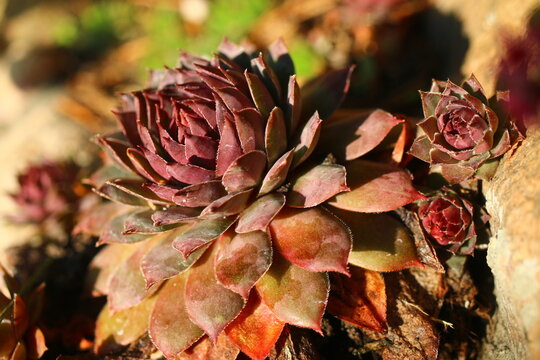 rojnik Sempervivum 'Volkmar Schara'