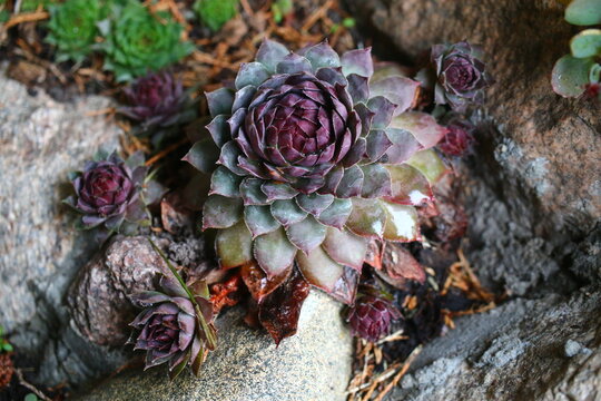 rojnik Sempervivum 'Volkmar Schara'
