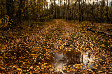 Forest road strewn with fallen yellow leaves and the reflection of the autumn forest in a puddle