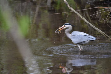 Fischreiher mit Beute