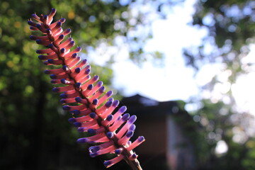 A pink and purple plant
