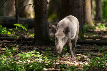Wildschwein in Vorderansicht steht mit gesenktem Kopf im Wald und schaut in die Kamera