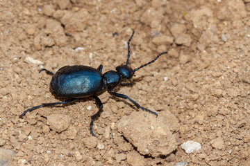 Schwarzblauer Ölkäfer (Meloe proscarabaeus)