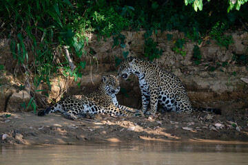 Fototapeta na wymiar Jaguar pair sheltering from the mid afternoon heat