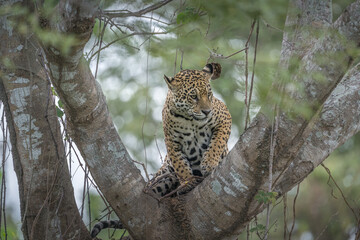 Jaguar  sitting  high up in a tree alerted to prey below