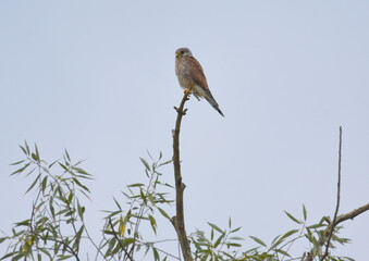 Falke 