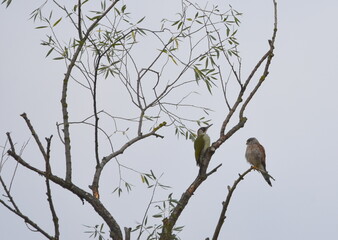 Grünspecht und Falke