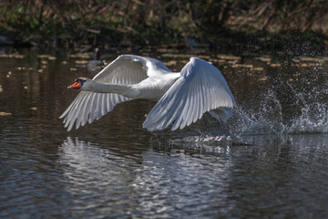 Höckerschwan (Cygnus olor)