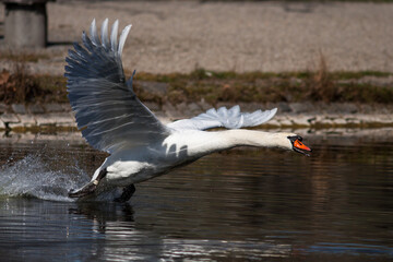 Höckerschwan (Cygnus olor)