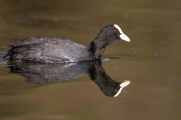 Bläßhuhn (Fulica atra)