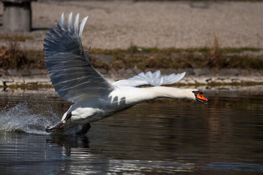 H&ouml;ckerschwan (Cygnus olor)
