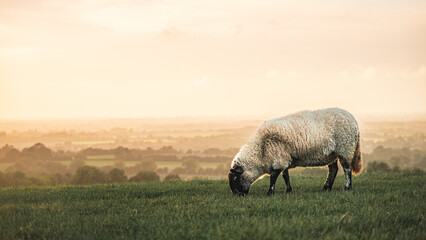 Sheep grazing near the Hill of Tara at sunset in County Meath, Ireland