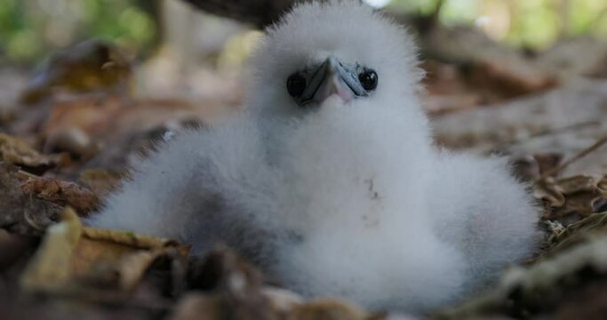 Close-up front view of an adorably cute white fluffy White-tailed tropicbird chick sitting in a nest