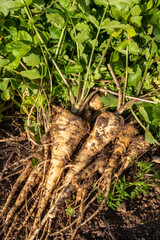 Récolte au potager familial - gros plan sur des panais venant d'être arrachés de terre