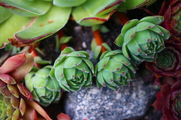 rojnik murowy sempervivum